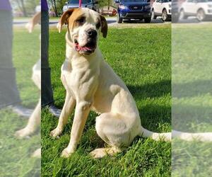 Bull-Boxer Dogs for adoption in Batavia, OH, USA