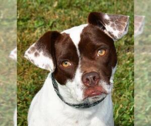 Jack Russell Terrier-Unknown Mix Dogs for adoption in Nashville, IN, USA