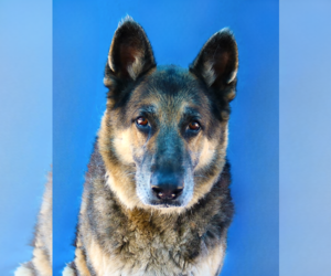 German Shepherd Dog Dogs for adoption in Pasadena, CA, USA
