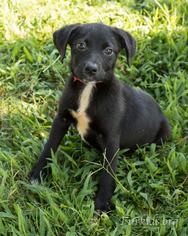 Labrador Retriever Dogs for adoption in Alpharetta, GA, USA