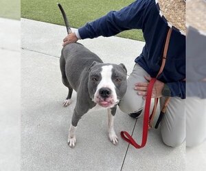 American Pit Bull Terrier Dogs for adoption in San Martin, CA, USA