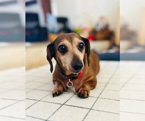 Dachshund Dogs for adoption in Los Angeles, CA, USA