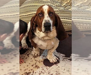 Basset Hound Dogs for adoption in Petaluma, CA, USA