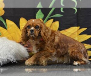 Cavalier King Charles Spaniel Dogs for adoption in Studio City, CA, USA