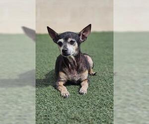 Chihuahua-Unknown Mix Dogs for adoption in Rockwall, TX, USA