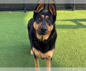 German Shepherd Dog Dogs for adoption in Orange, CA, USA