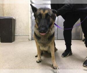 German Shepherd Dog-Unknown Mix Dogs for adoption in Riverside, CA, USA