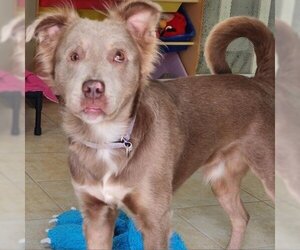 Australian Shepherd-Unknown Mix Dogs for adoption in Hamilton, GA, USA