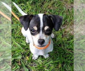 Rat-Cha Dogs for adoption in Redmond, WA, USA