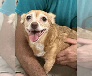 Chihuahua-Unknown Mix Dogs for adoption in Elmsford, NY, USA