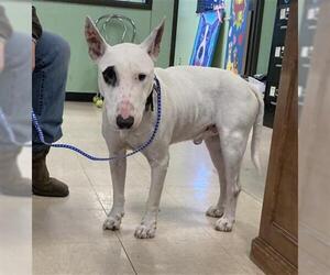 Bull Terrier Dogs for adoption in Rosenberg, TX, USA