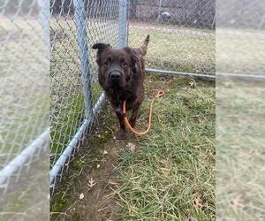 Chow Chow-Unknown Mix Dogs for adoption in Louisville, KY, USA