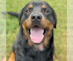 Rottweiler Dogs for adoption in Bentonville, AR, USA