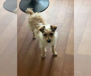 Mutt Dogs for adoption in Menifee, CA, USA