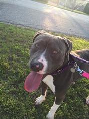 American Pit Bull Terrier Dogs for adoption in Saint Louis, MO, USA
