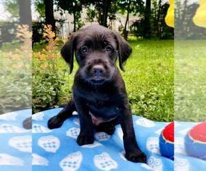 Springerdoodle Dogs for adoption in CORNING, NY, USA