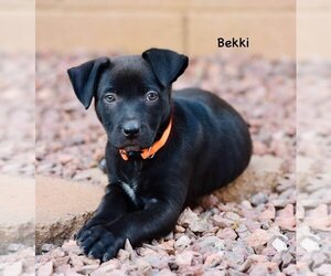 American Staffordshire Terrier-Labrador Retriever Mix Dogs for adoption in Cave Creek, AZ, USA