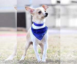 Jack-Rat Terrier Dogs for adoption in McKinney, TX, USA