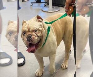 Bulldog Dogs for adoption in Rancho Cucamonga, CA, USA