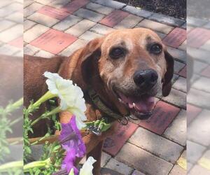 Redbone Coonhound Dogs for adoption in Mount Juliet, TN, USA