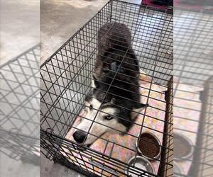 Siberian Husky Dogs for adoption in Texas City, TX, USA