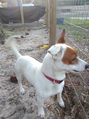 Jack Russell Terrier Dogs for adoption in Panama City, FL, USA
