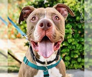 American Pit Bull Terrier Dogs for adoption in Tempe, AZ, USA