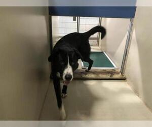 Bernese Mountain Dog Dogs for adoption in Bakersfield, CA, USA