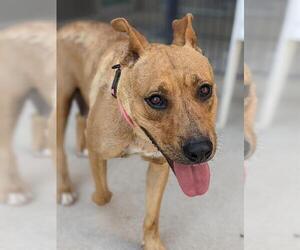 American Pit Bull Terrier-Unknown Mix Dogs for adoption in Sacramento, CA, USA