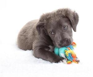 Labrador Retriever-Unknown Mix Dogs for adoption in Burbank, CA, USA