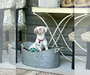 Chiweenie Dogs for adoption in Mooresville, NC, USA