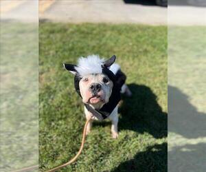 American Pit Bull Terrier-Unknown Mix Dogs for adoption in Louisville, KY, USA