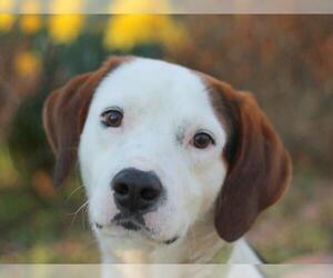 Beagle-Treeing Walker Coonhound Mix Dogs for adoption in Cookeville, TN, USA