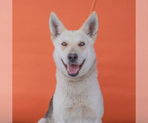 German Shepherd Dog-Huskies Mix Dogs for adoption in Pasadena, CA, USA