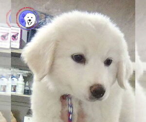 Great Pyrenees Dogs for adoption in Spring, TX, USA
