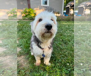 Mutt Dogs for adoption in Germantown, OH, USA