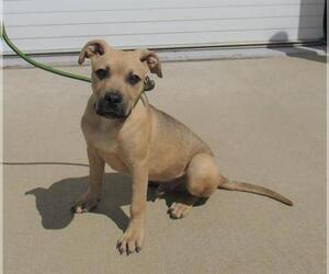 American Pit Bull Terrier-Black Mouth Cur Mix Dogs for adoption in Louisville, KY, USA