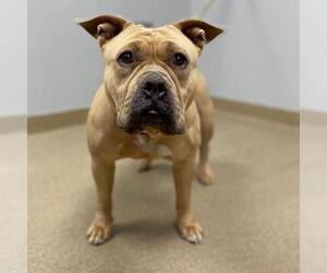 Staffordshire Bull Terrier Dogs for adoption in Aurora, CO, USA