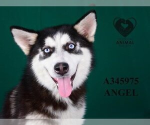 Siberian Husky Dogs for adoption in Stockton, CA, USA