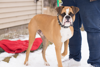 Boxer Dogs for adoption in Pequot Lakes, MN, USA