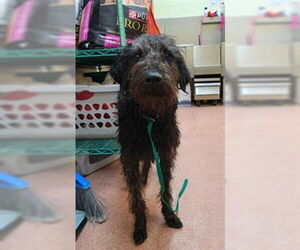 Bernedoodle Dogs for adoption in Ogden, UT, USA