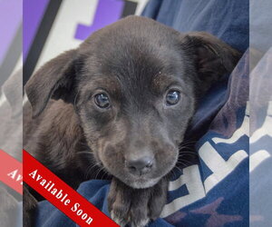 Medium Photo #1 Golden Retriever-Unknown Mix Puppy For Sale in Huntley, IL, USA