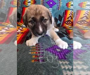 Bernese Mountain Dog-Labrador Retriever Mix Dogs for adoption in Calgary, Alberta, Canada