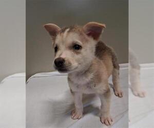 Siberian Husky Dogs for adoption in Bakersfield, CA, USA