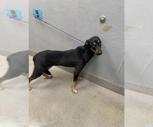 Doberman Pinscher-Unknown Mix Dogs for adoption in Las Vegas, NV, USA