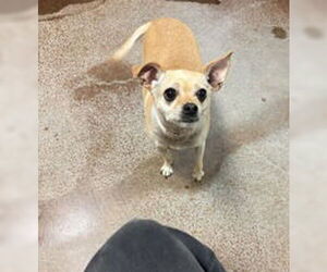 Chihuahua Dogs for adoption in Salinas, CA, USA