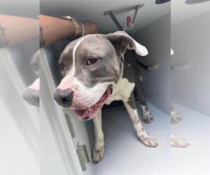 Mutt Dogs for adoption in Houston, TX, USA