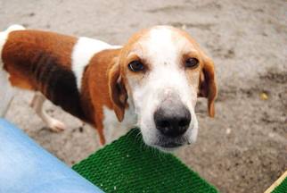 Mutt Dogs for adoption in Windsor, VA, USA