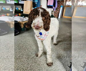 Poodle (Standard) Dogs for adoption in St. Louis Park, MN, USA