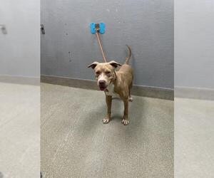 American Pit Bull Terrier-Unknown Mix Dogs for adoption in Las Vegas, NV, USA